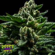 Ripper Seeds DO-G