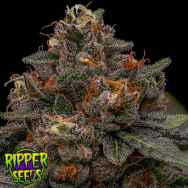 Ripper Seeds Korenji