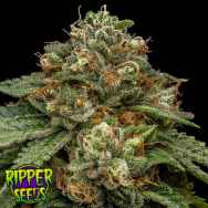 Ripper Seeds Kroma