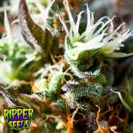 Ripper Seeds Lemon Ice 2.0