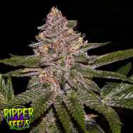 Ripper Seeds Radical Juice Auto