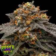 Ripper Seeds Shimo