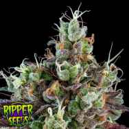 Ripper Seeds Sour Ripper Auto