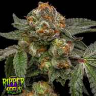 Ripper Seeds Zake