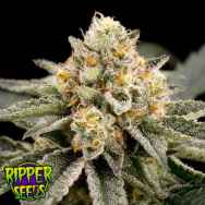 Ripper Seeds Zombie Bride