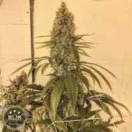 Round Table Genetics Royal Skunk