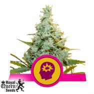 Royal Queen Seeds AMG - Amnesia Mac Ganja