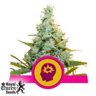 Royal Queen Seeds AMG - Amnesia Mac Ganja