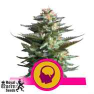 Royal Queen Seeds Amnesia Haze