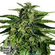 Royal Queen Seeds Apollo F1