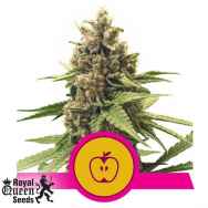 Royal Queen Seeds Apple Fritter