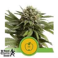 Royal Queen Seeds Apple Fritter Auto