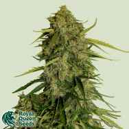 Royal Queen Seeds Atlas F1