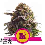 Royal Queen Seeds Biscotti