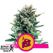 Royal Queen Seeds Blue Cheese