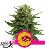 Royal Queen Seeds Blue Mystic