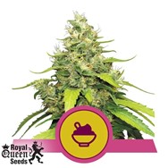 Royal Queen Seeds Blue Gelato