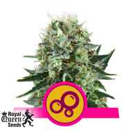 Royal Queen Seeds Bubble Kush