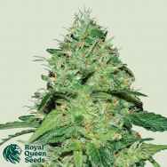 Royal Queen Seeds Joannes CBD