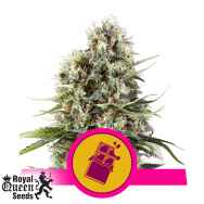 Royal Queen Seeds Chocolate Haze