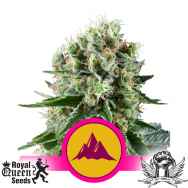 Royal Queen Seeds Critical Kush