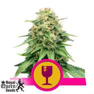 Royal Queen Seeds Critical