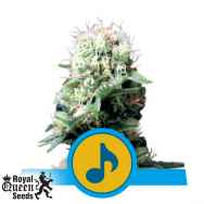 Royal Queen Seeds Dance World CBD