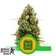 Royal Queen Seeds Diesel Automatic