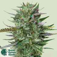Royal Queen Seeds Do-Si-Dos