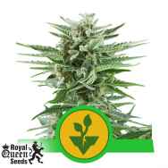 Royal Queen Seeds Easy Bud Automatic
