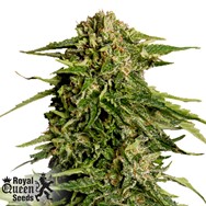 Royal Queen Seeds Epsilon F1