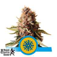 Royal Queen Seeds Euphoria CBD