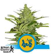 Royal Queen Seeds Fast Eddy Auto CBD