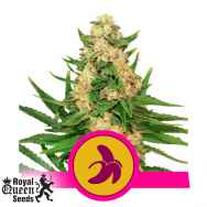 Royal Queen Seeds Fat Banana