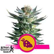 Royal Queen Seeds Fruit Spirit