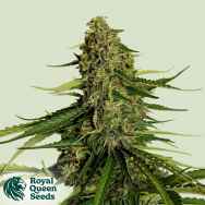 Royal Queen Seeds Gaia F1