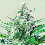 Royal Queen Seeds Grape Ape