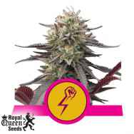 Royal Queen Seeds Green Crack Punch aka Green Punch