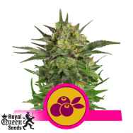 Royal Queen Seeds Haze Berry