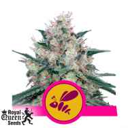 Royal Queen Seeds Honey Cream Fast