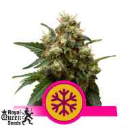 Royal Queen Seeds Ice