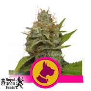 Royal Queen Seeds Kali Dog