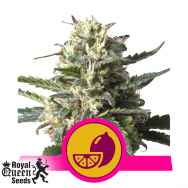 Royal Queen Seeds Lemon Shining Silver Haze aka Lemon Haze