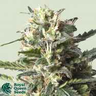 Royal Queen Seeds Lemon Shining Silver Haze aka Lemon Haze