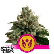 Royal Queen Seeds Legendary OG Punch aka Legendary Punch