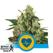 Royal Queen Seeds Medical Mass CBD