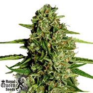 Royal Queen Seeds Medusa F1