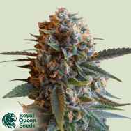 Royal Queen Seeds Mexican Rush