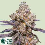 Royal Queen Seeds Mexican Rush Auto