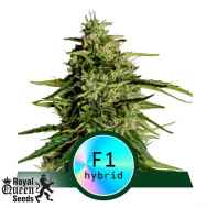 Royal Queen Seeds Milky Way F1